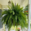 💛 Glowing Boston Ferns with Lights – 🌿 Zero Watering, Zero Maintenance