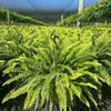 💛 Glowing Boston Ferns with Lights – 🌿 Zero Watering, Zero Maintenance