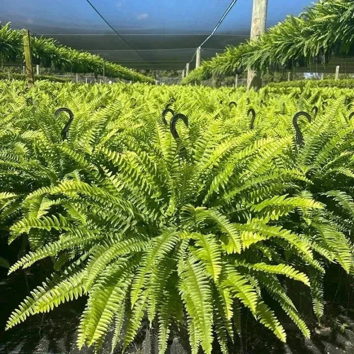 💛 Glowing Boston Ferns with Lights – 🌿 Zero Watering, Zero Maintenance