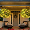 💛 Glowing Boston Ferns with Lights – 🌿 Zero Watering, Zero Maintenance