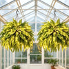 💛 Glowing Boston Ferns with Lights – 🌿 Zero Watering, Zero Maintenance