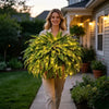 💛 Glowing Boston Ferns with Lights – 🌿 Zero Watering, Zero Maintenance