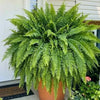 💛 Glowing Boston Ferns with Lights – 🌿 Zero Watering, Zero Maintenance