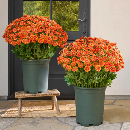 🔥 Last Day Sale | Outdoor Sunset Mums Set