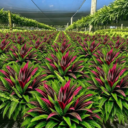 🔥 Last Day Sale | UV Resistant Artificial Fern And Red Dracaena