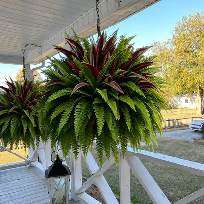 🔥 Last Day Sale | UV Resistant Artificial Fern And Red Dracaena