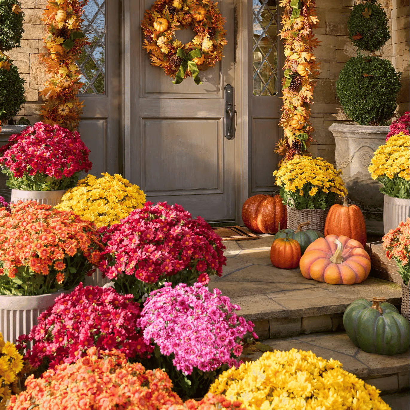🔥 Last Day Sale | Outdoor Sunset Mums Set