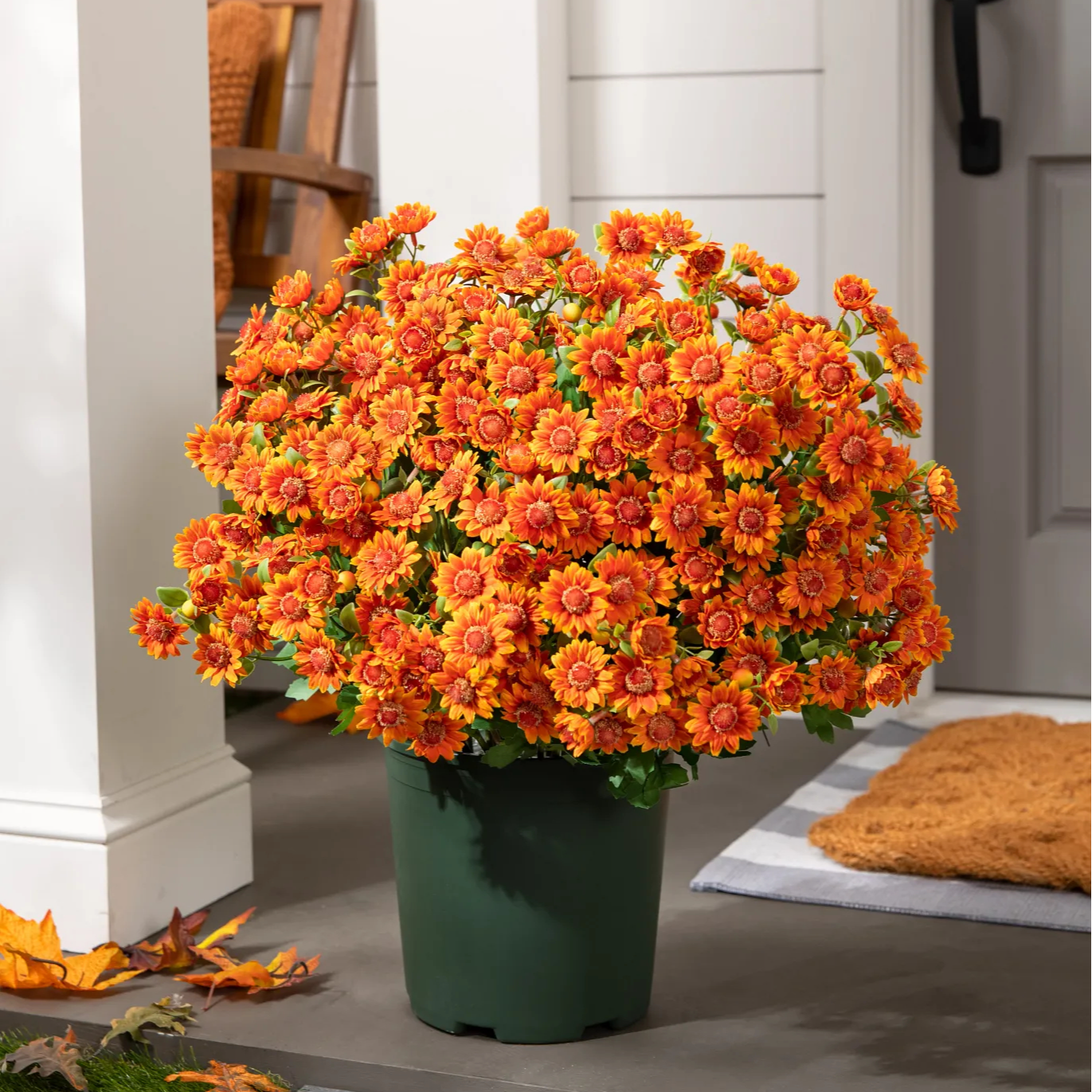 🔥 Last Day Sale | Outdoor Sunset Mums Set