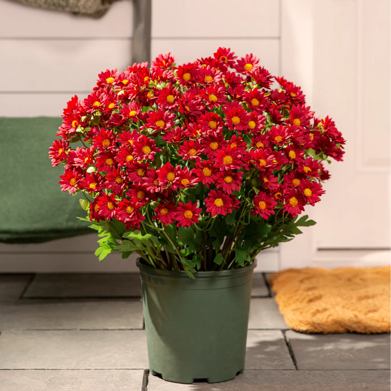 🔥 Last Day Sale | Outdoor Sunset Mums Set