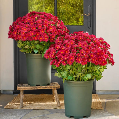 🔥 Last Day Sale | Outdoor Sunset Mums Set