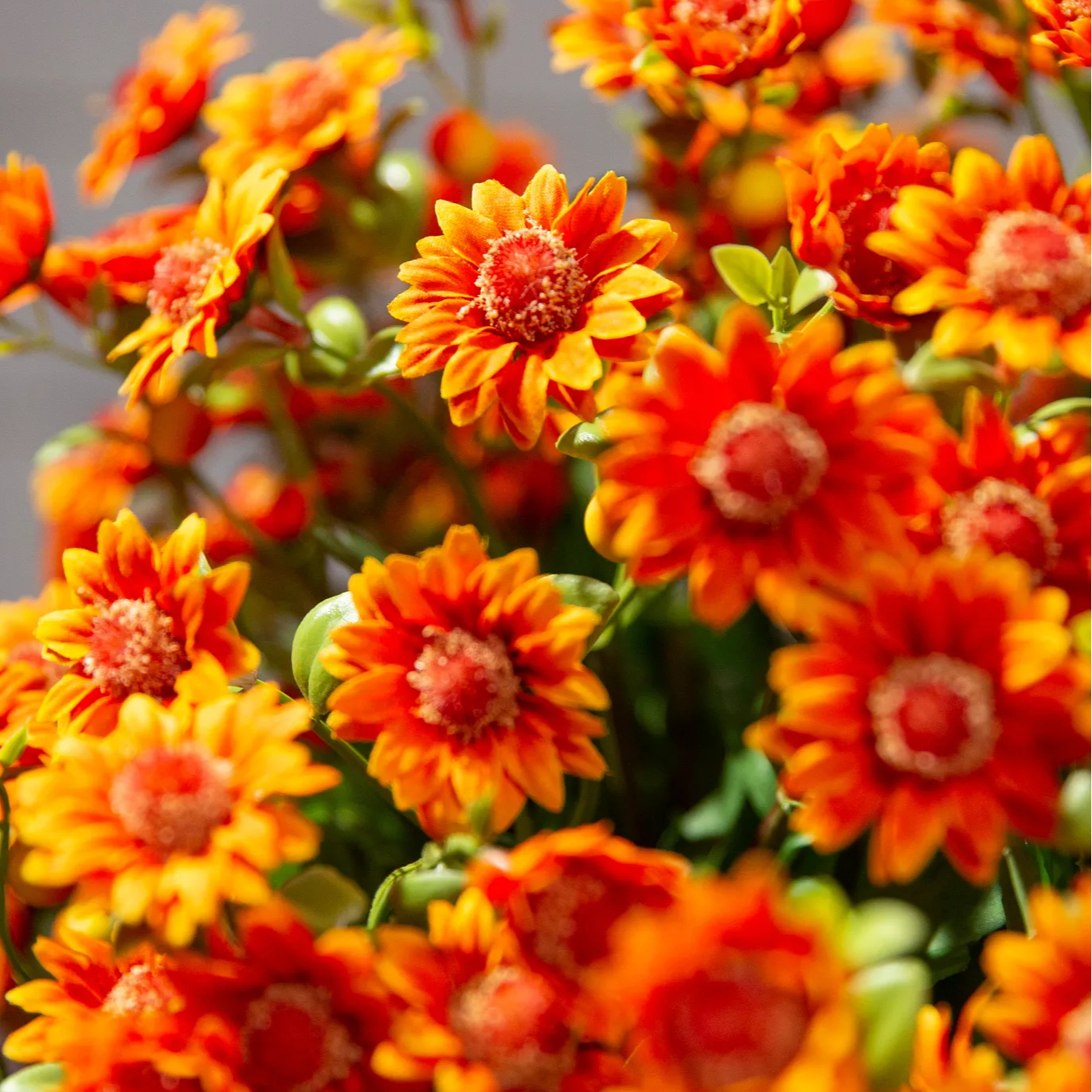🔥 Last Day Sale | Outdoor Sunset Mums Set