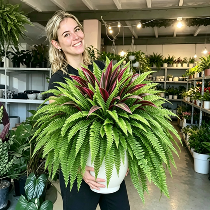 🔥 Last Day Sale | UV Resistant Artificial Fern And Red Dracaena