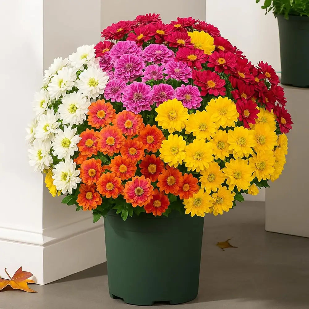 🔥 Last Day Sale | Outdoor Sunset Mums Set