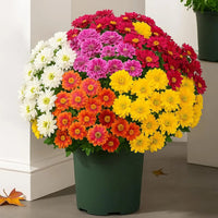 Mixed 5 Colors