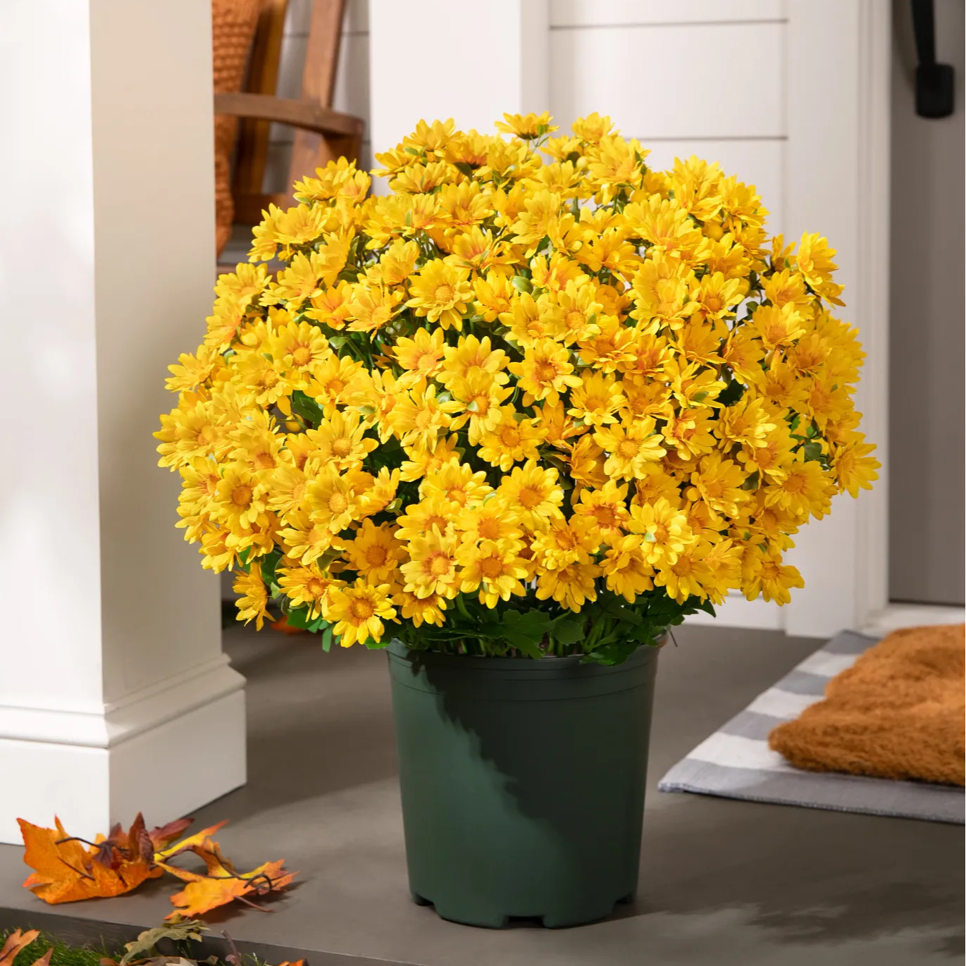 🔥 Last Day Sale | Outdoor Sunset Mums Set